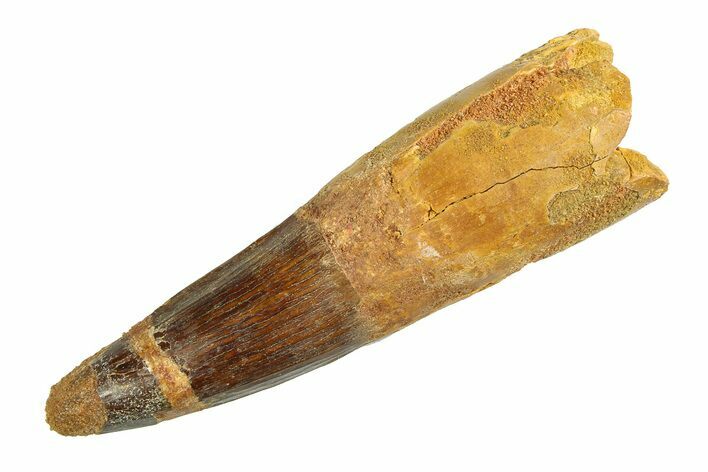 Real Fossil Spinosaurus Tooth - Giant Dinosaur Tooth #351489